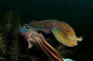 Cuttlefish Mating Season by Carlo Possagno